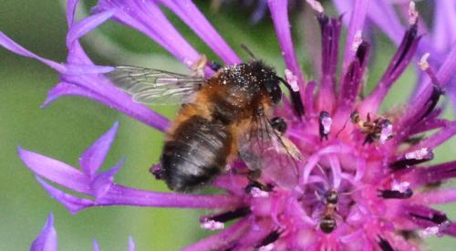 Megachile (circumcincta-nigriventris)